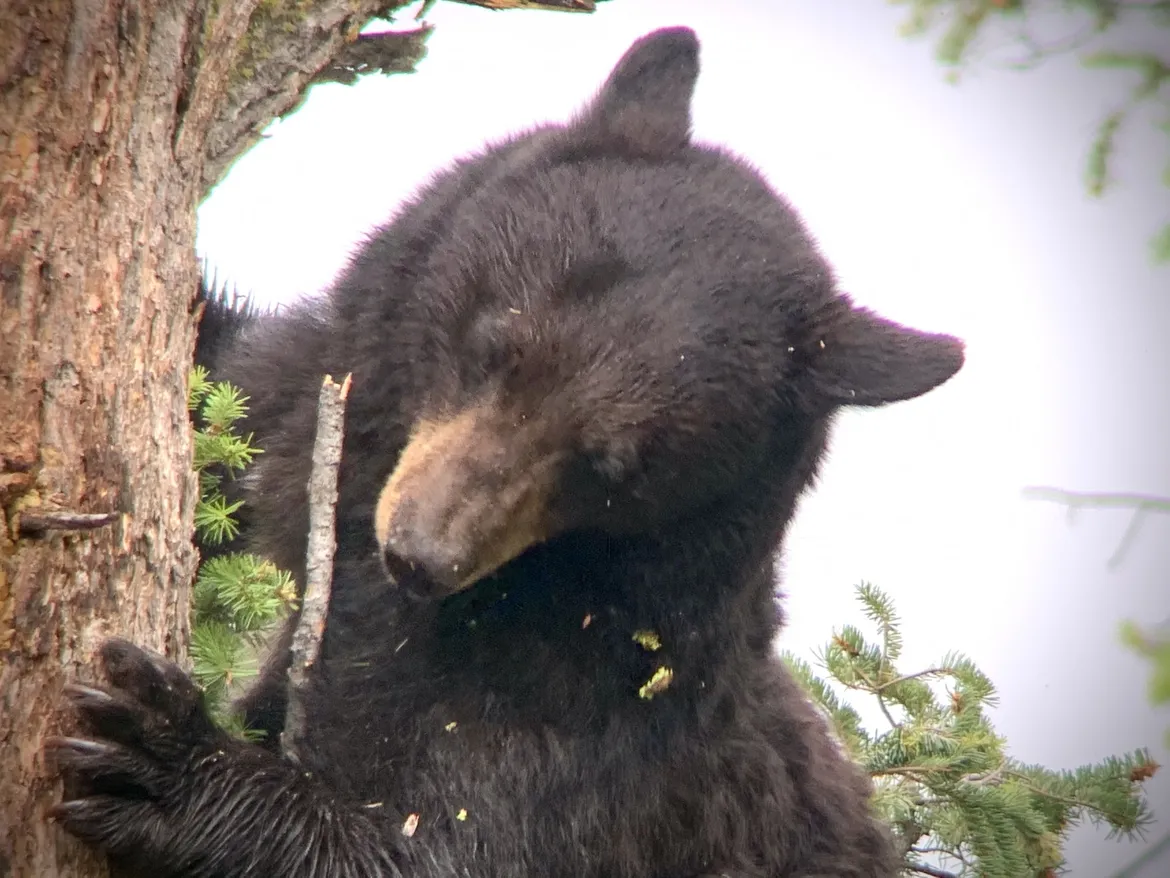 Black bear in tree 
