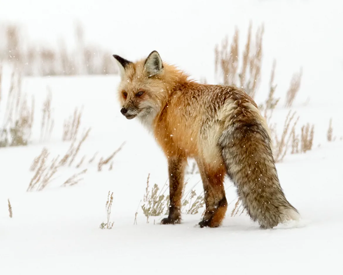 Red Fox in Yellowstone 