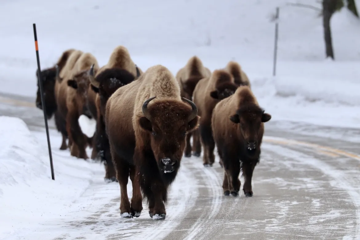 Bison On The Road 