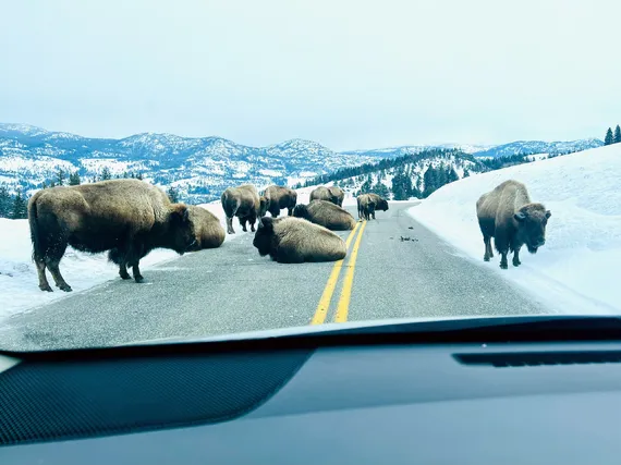 Bison blocking the road 