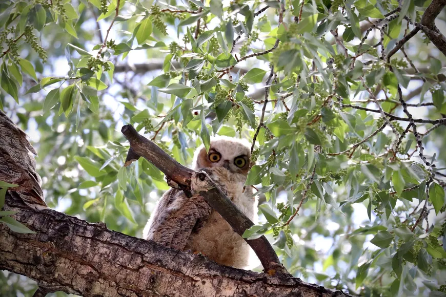 Baby Owl in Yellowstone 