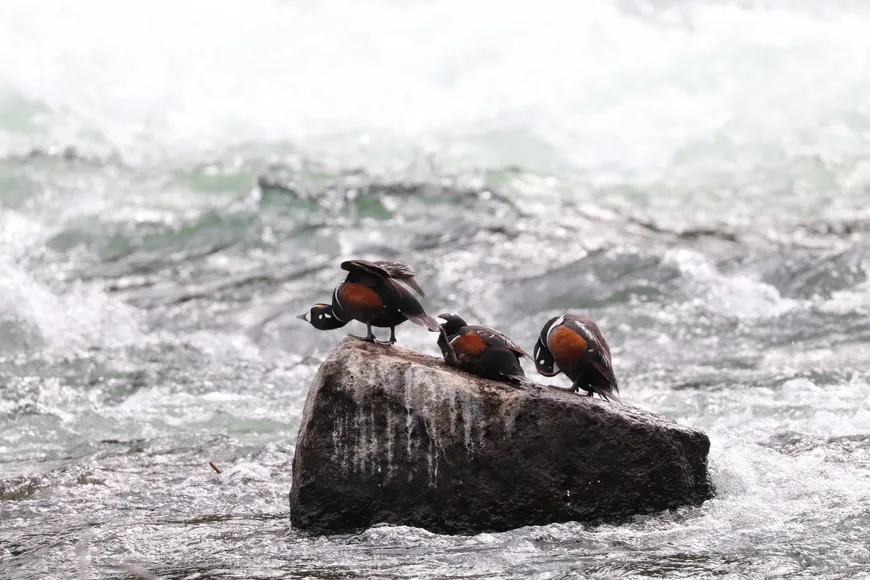 Harlequin Ducks in Yellowstone River 