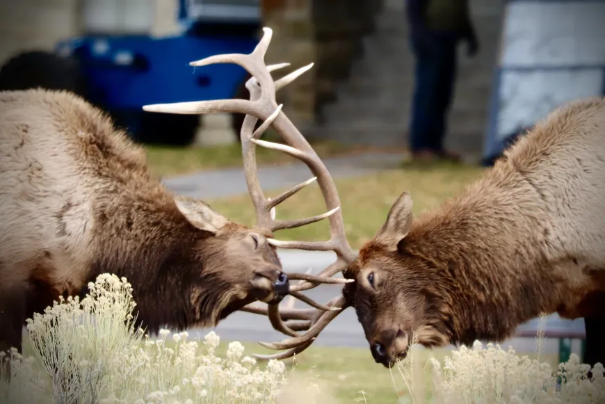 Bull Elk Rut in Yellowstone 