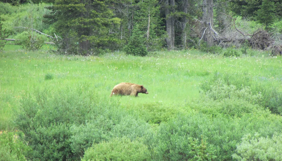 Black Bear along Pebble Creek - Yellowstone Guidelines Black Bear along Pebble Creek - Yellowstone Guidelines