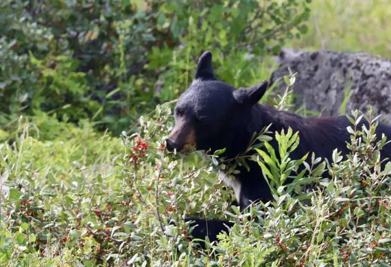 Black bear eating 